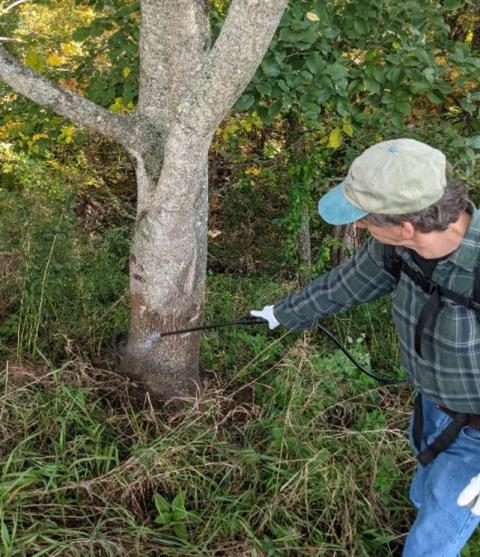 man applying herbicide around a tree
