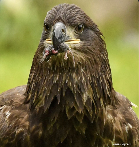juvenile bald eagle with a baby mouse in its beak