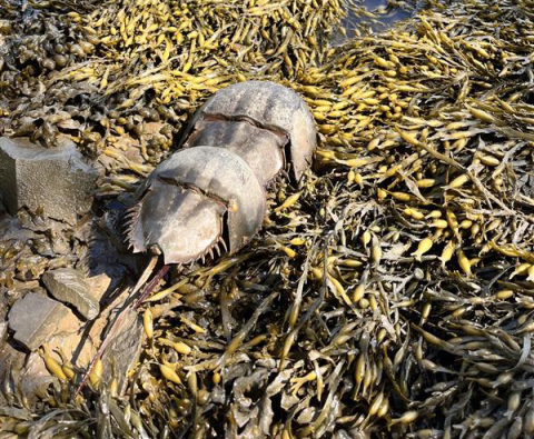 Horseshoe crabs mating
