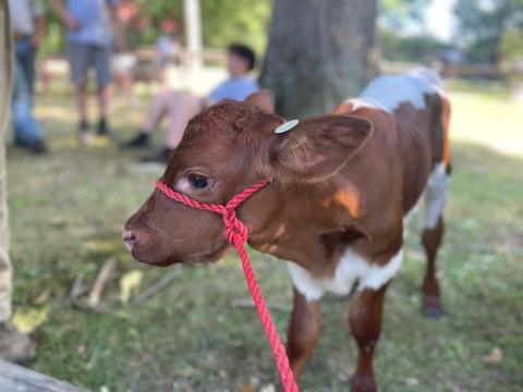 calf with red halter