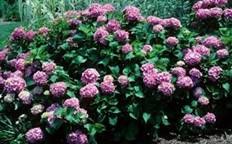 Rhododendron