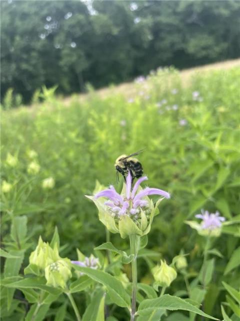 bumblebee on a garden flower