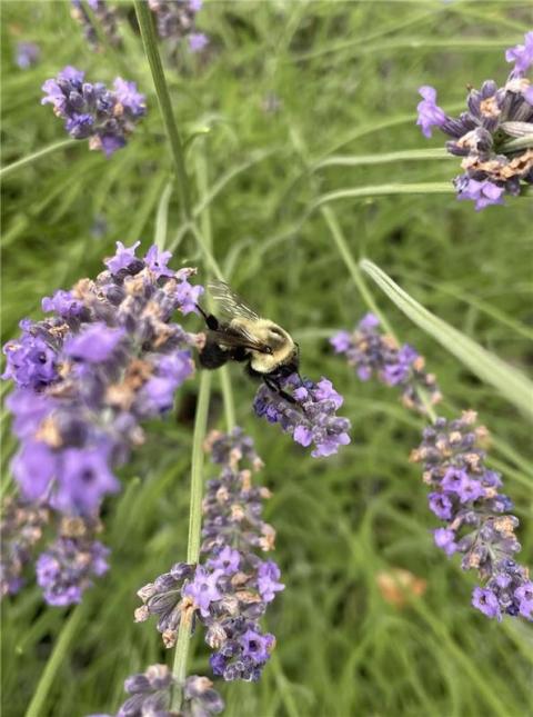 bumblebee on a a garden flower