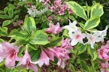 Weigelia