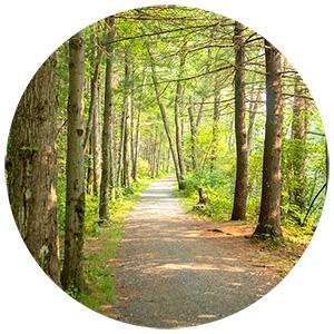A wooded path lined by trees with sunlight filtering onto the path