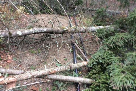 maple trees and sap lines with storm damage