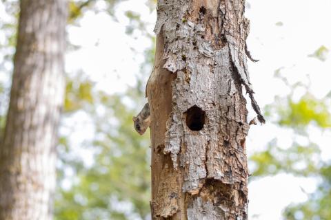 a flying squirrel pokes it's head out of a hole in a tree