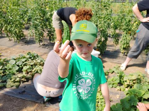 Young boy holding pickling cucumber in outdoor garden
