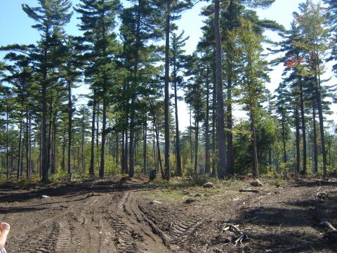 Pine timber sale