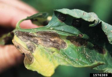 Early blight (Alternaria solani)