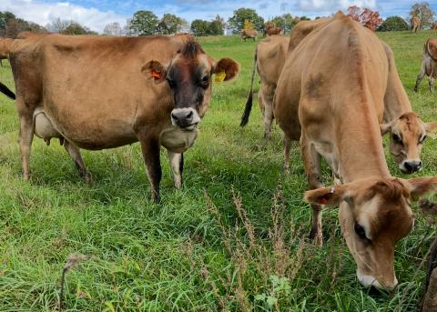 Cows grazing in a field