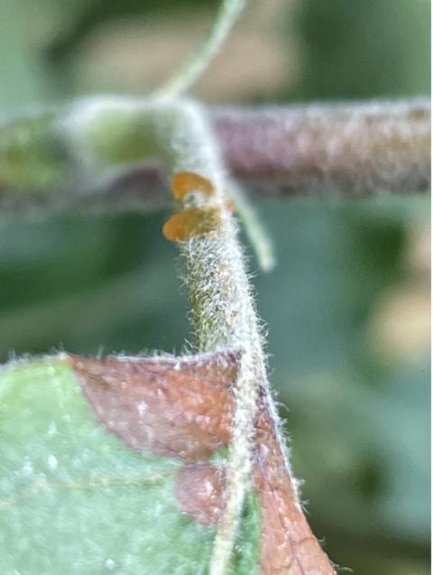 Fireblight ooze on young apple leaf petiole during hot, humid weather in late June, 2025