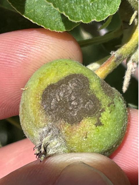 Apple scab fruit lesion actively sporulating, June 25, 2025