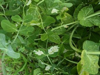Leafminer tunneling damage on pea leaves