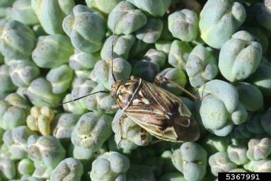 Tarnished plant bug (Lygus lineolaris)