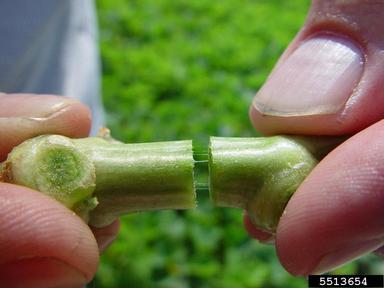 bacterial wilt (Erwinia tracheiphila)