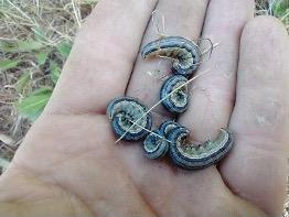 Armyworms collected from a farm in the Kearsarge Valley