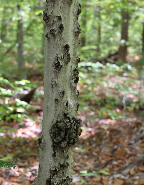 Beech bark disease 