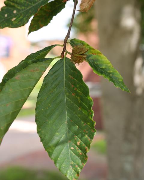 A beech nut 