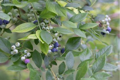 Blueberry Bush