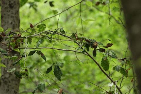 beech leaves crumpled and turning brown
