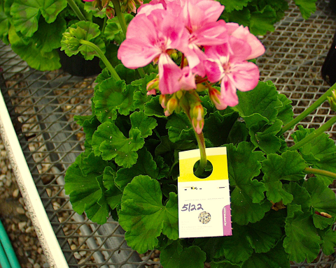 Geranium plant