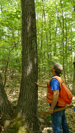 Greg Jordan inspecting a tree.