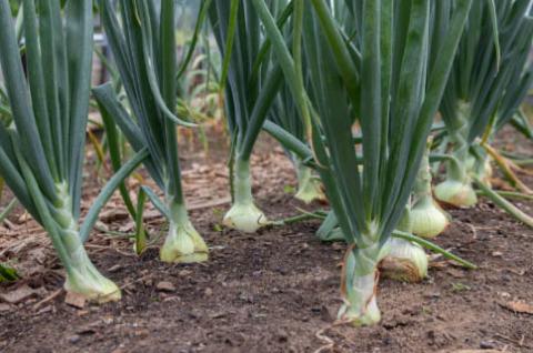 Onion plants in a row