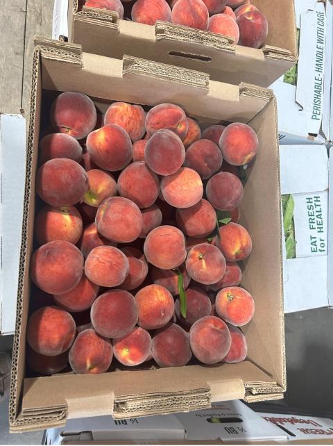 Rich May peaches harvested and ready for market