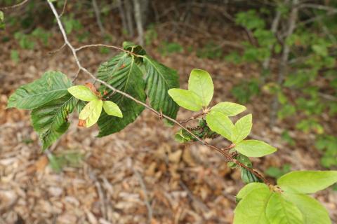 new green leaves on beech tree