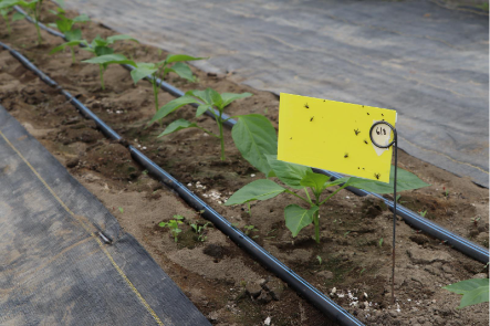 vegetable plant in a garden row