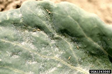 onion thrips (Thrips tabaci)
