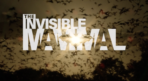 Title shot from the Invisible Mammal film