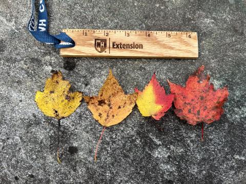 Examples of various tree leaves