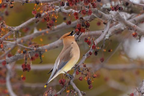 Cedar wax-wing