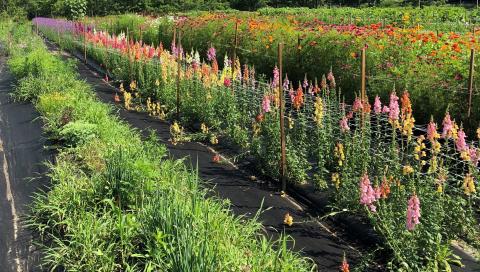 A field of flowers to advertise Cut Flower Grower's meeting.