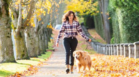 Woman walking golden retriever dog in Fall leaves.