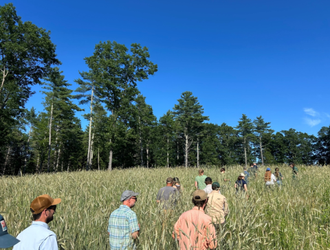 many people walking in tall grass near woods