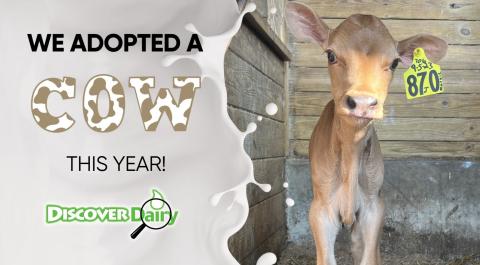 adopt a cow