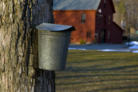 maple tree with bucket next to red barn