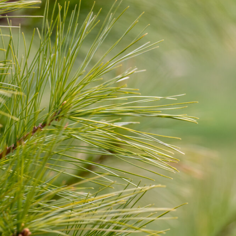white pine tree needs and branch
