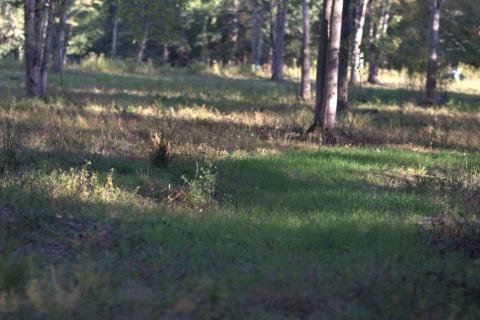 Trees and grass