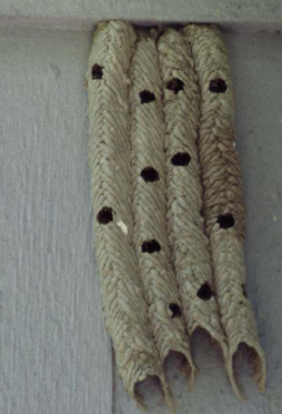 mud tubes on wall with holes