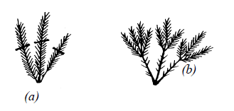 Description of image: The image contains two black-and-white botanical illustrations labeled (a) and (b).Illustration (a): Shows a branching structure with thin, elongated segments resembling needles or leaves. The branches extend symmetrically from the main stems, creating an open and airy appearance.Illustration (b): Depicts a similar branching structure but denser and more complex. The branches are more numerous and closely packed, giving it a fuller look compared to (a).These illustrations are used to