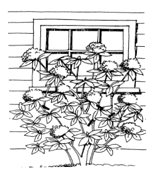 Black-and-white illustration of a flowering bush with multiple branches and clusters of flowers in front of a four-pane house window with horizontal siding.