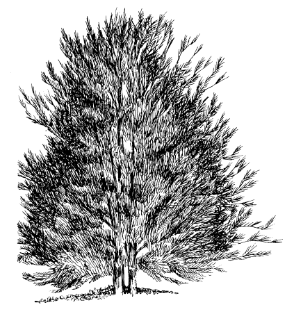 Black-and-white illustration of a tree with dense branches and needle-like leaves, rooted in soil.