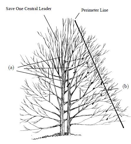 Black-and-white illustration of a tree with pruning labels: “Save One Central Leader” on the main stem, “Perimeter Line” diagonally across the tree, and labels (a) and (b) marking branches on either side.