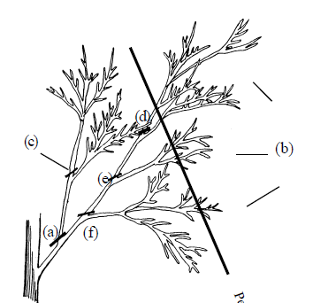 Black-and-white botanical illustration of a plant branch with labeled parts: (a) base of the branch (b) upper section (c) middle section (d) upper offshoot (e) slightly lower offshoot (f) lower offshoot A thick diagonal line crosses the branch, labeled “P” at one end.