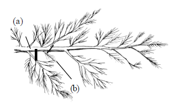 Black-and-white botanical illustration of a plant branch with fine, feathery leaves. Two labels mark parts of the branch: (a) upper section (b) lower section
