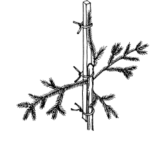 Black-and-white illustration of a tree branch tied to a vertical wooden stake with ropes at multiple points, showing a method for supporting and training branch growth.